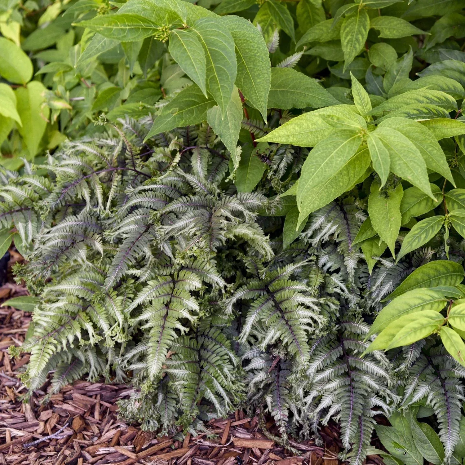 ‘Crested Surf’ Japanese Painted Fern (Athyrium)