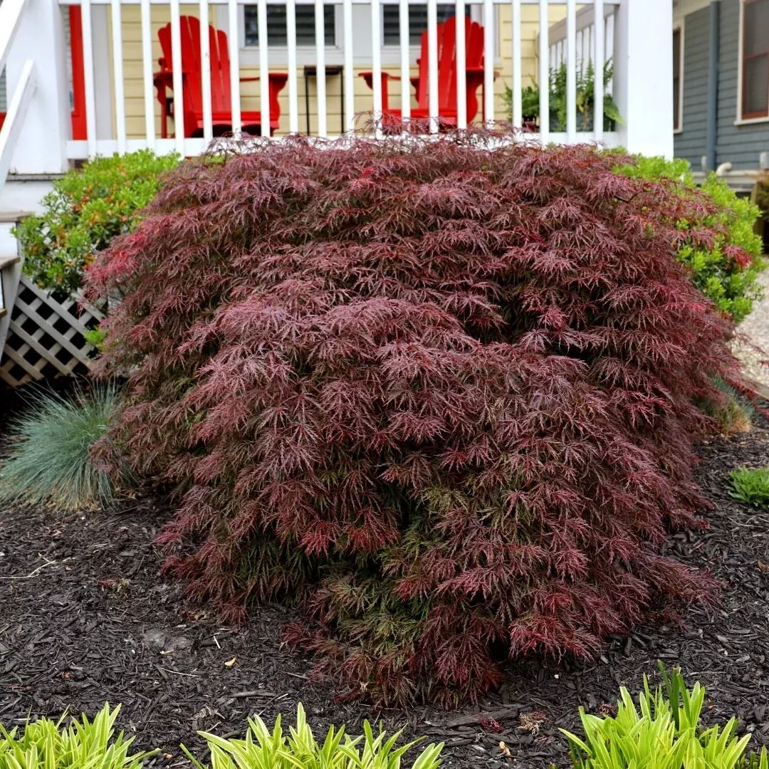 Crimson Queen Japanese Maple