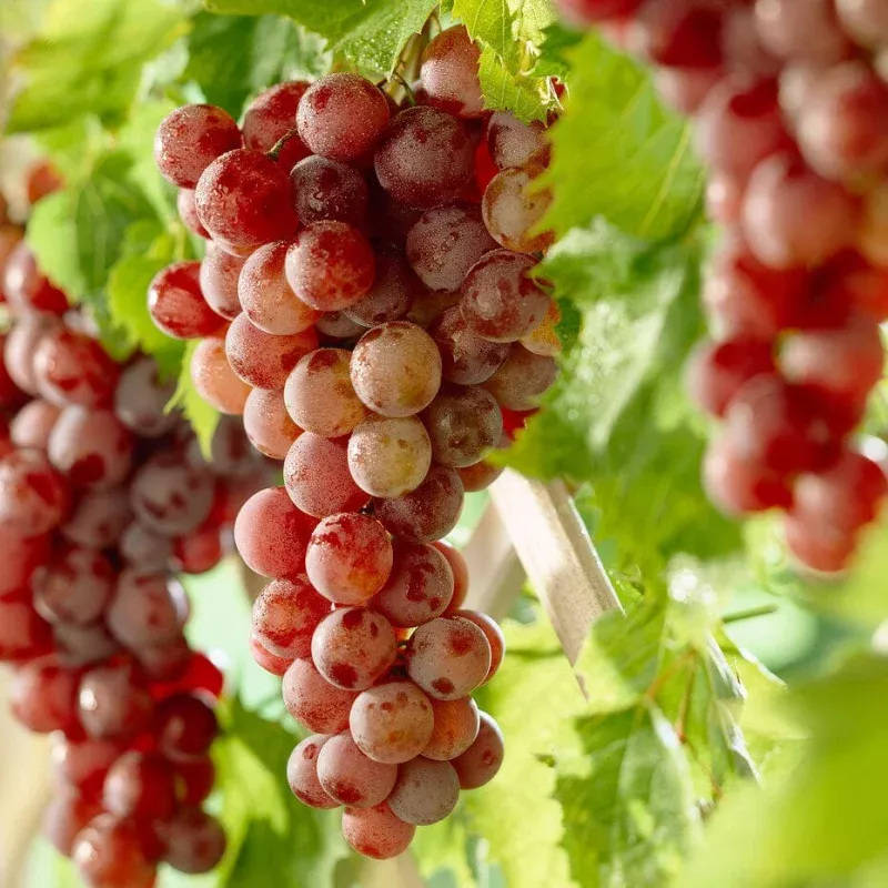 ‘Crimson Seedless’ Grape Vine