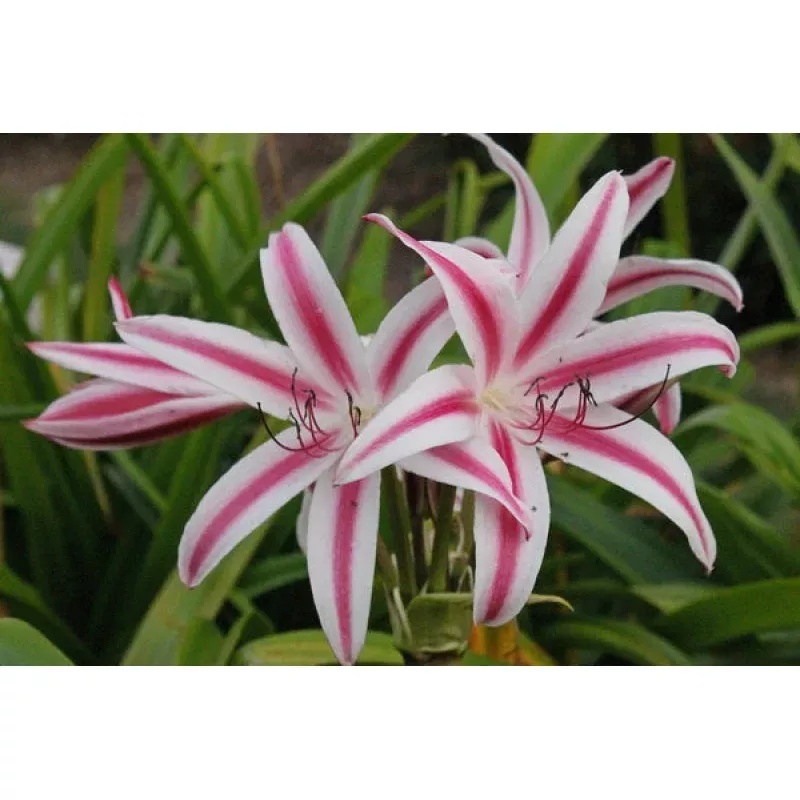 Crinum digweedii Red Flare