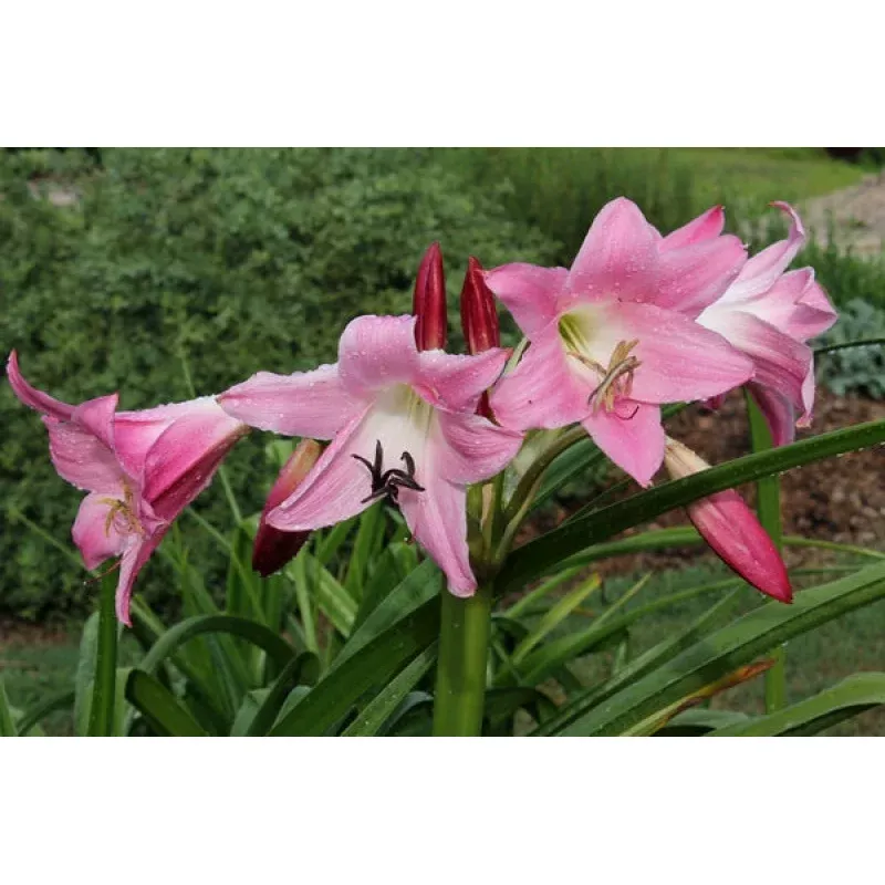 Crinum Glory