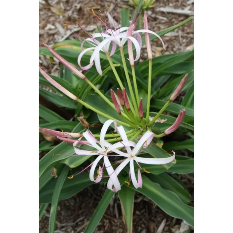 Crinum hildebrandtii Madagascar