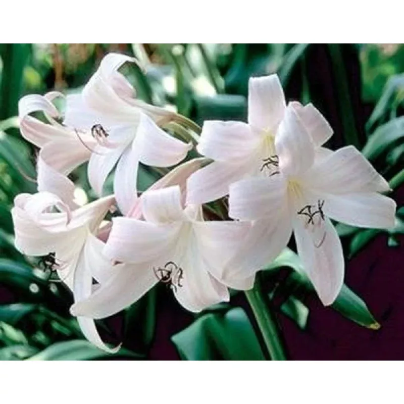 Crinum Jubilee