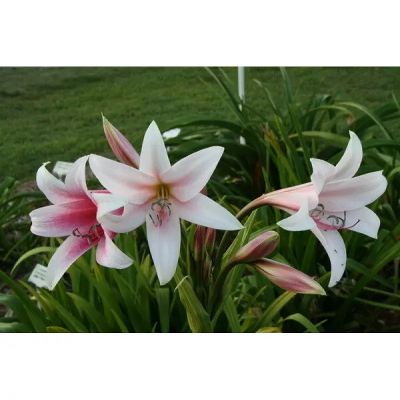 Crinum Summer Glow