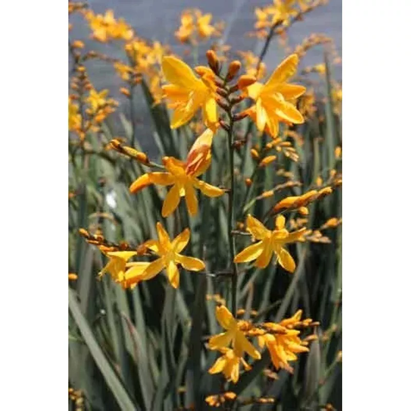 Crocosmia Solfaterre