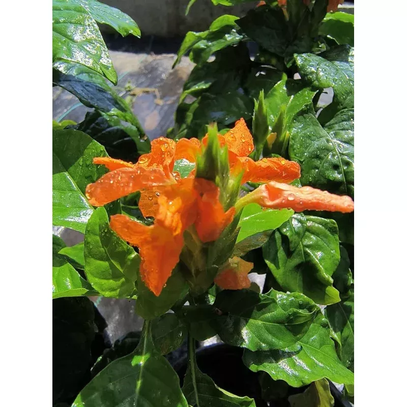 Crossandra Orange Live Plant (FireCraker/Kanakambaram)