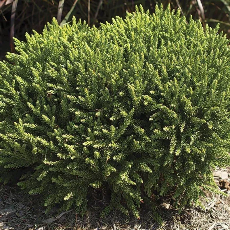 Cryptomeria Dragon Prince