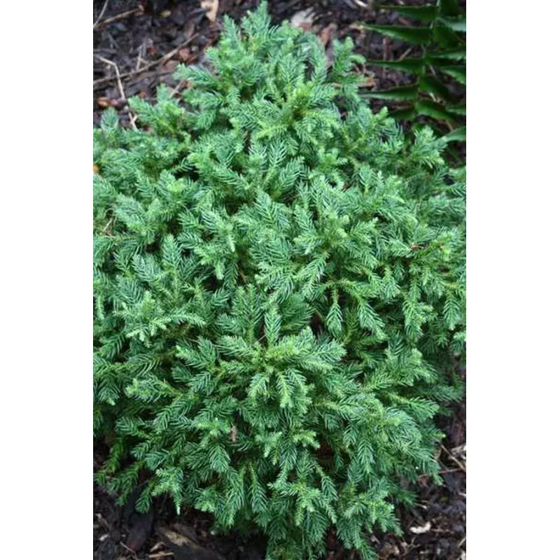Cryptomeria japonica Koshyi