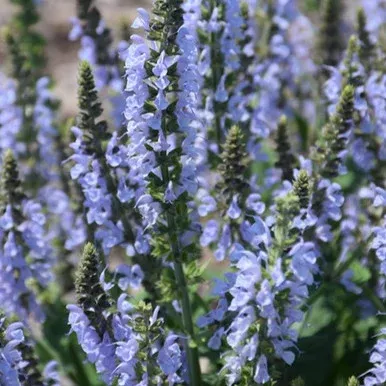 Crystal Blue Sage