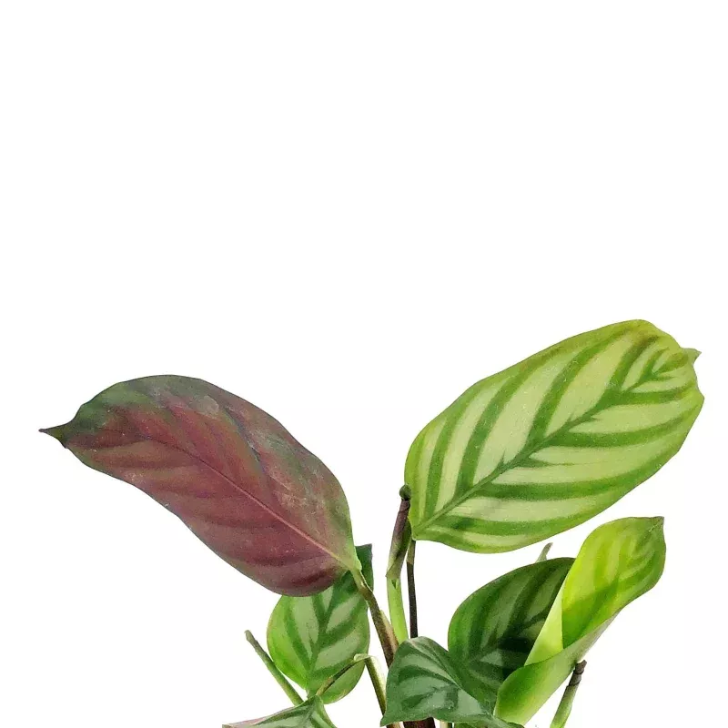 Ctenanthe, 4in, Oppenheimer