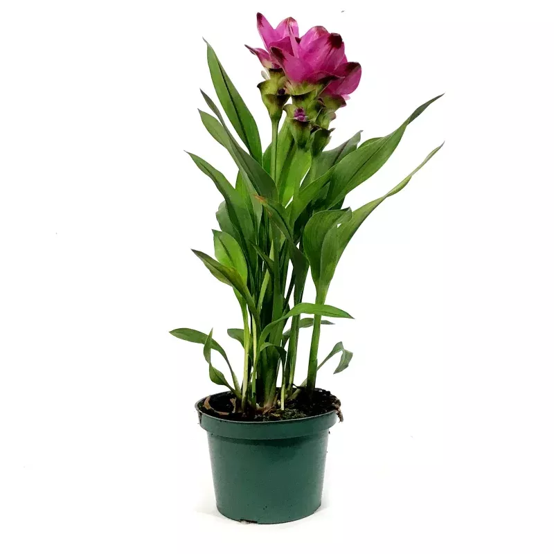 Curcuma, Tumeric Plant