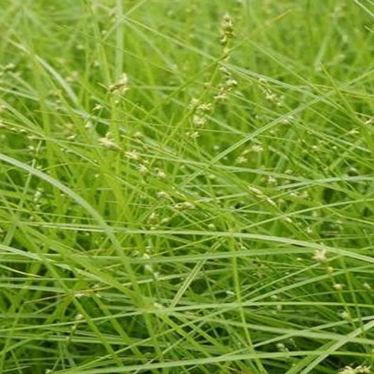 Curly-styled wood sedge or Rosy sedge – Carex rosea
