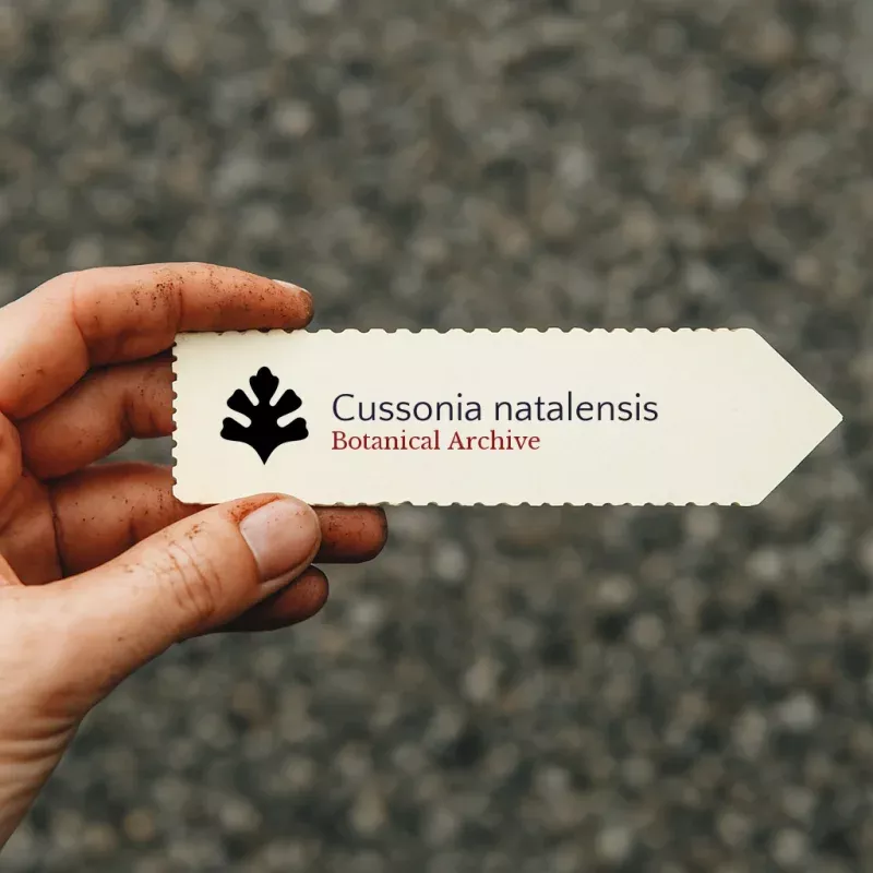 Cussonia natalensis SEEDS