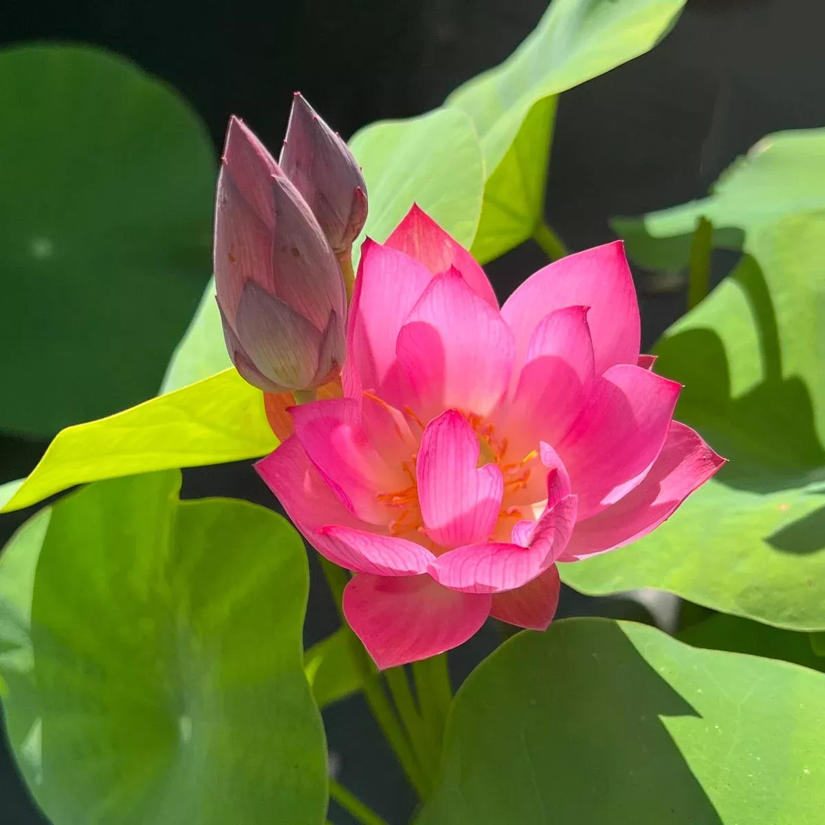 Cute Kid Mini Lotus