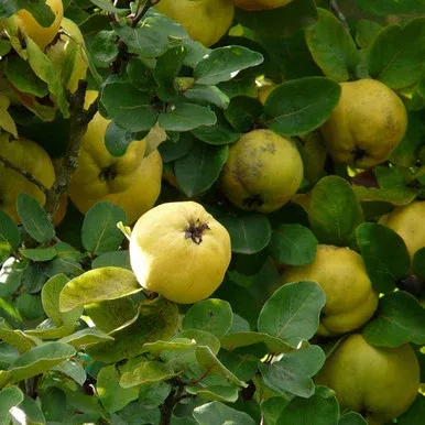 Cydonia oblonga ‘Smyrna’