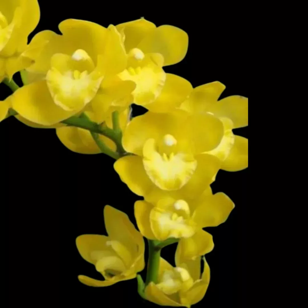 Cymbidium Kusuda Fantasy ‘Perfume Imperial Robe’