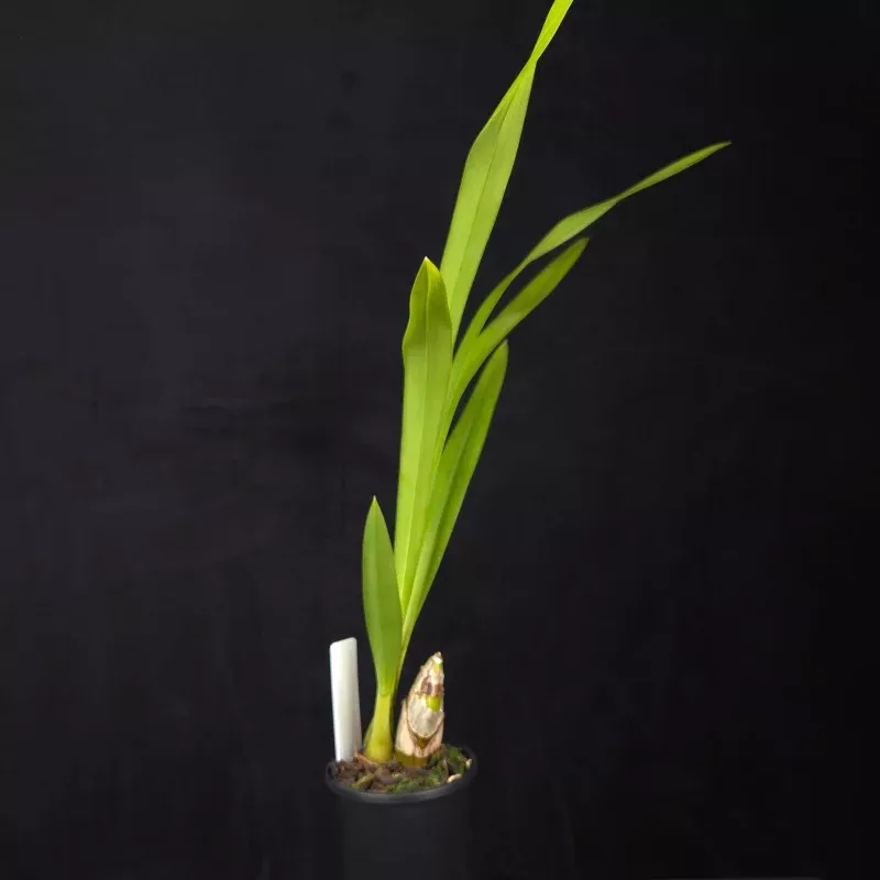 Cymbidium lowianum var. lowianum