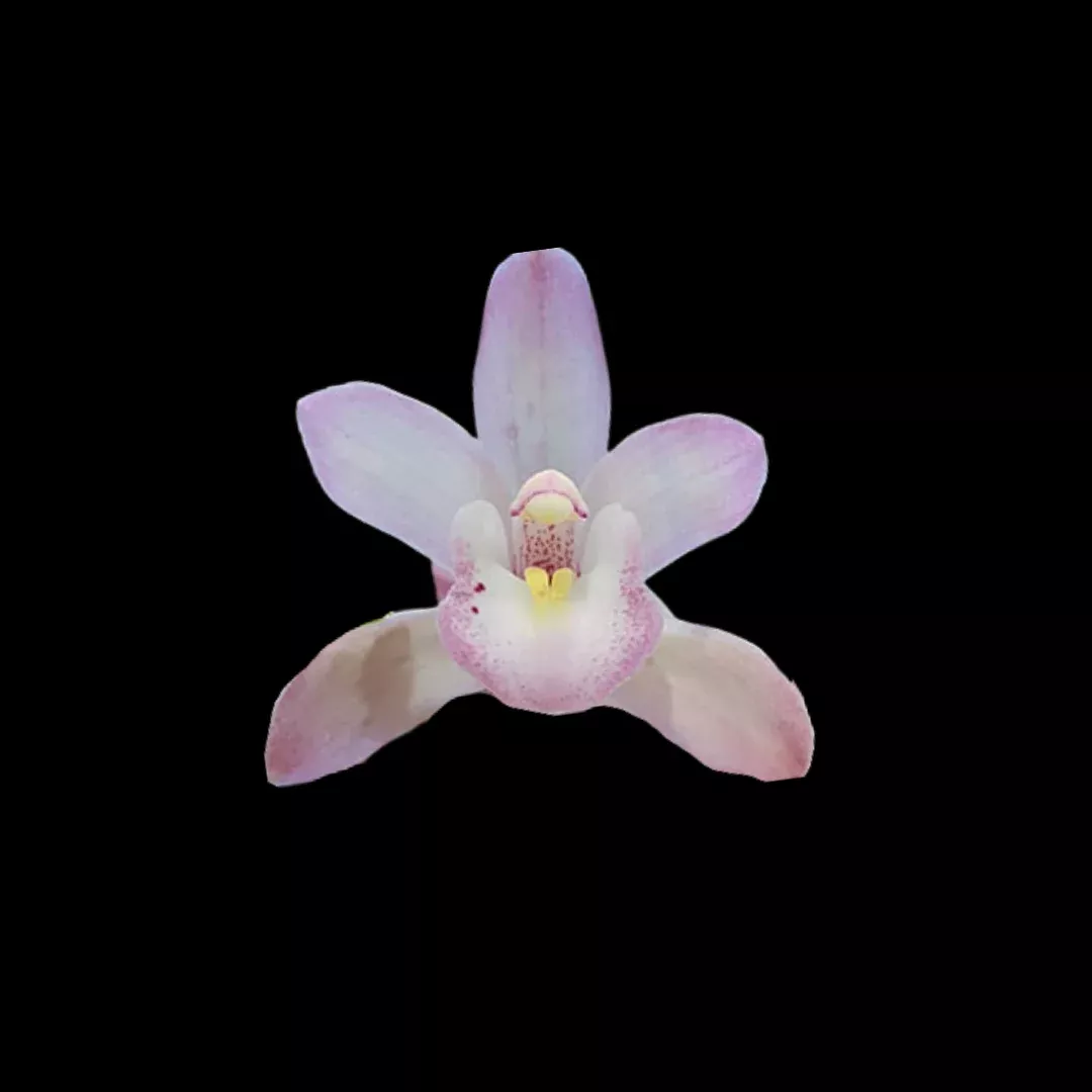 Cymbidium Romantic Sakura