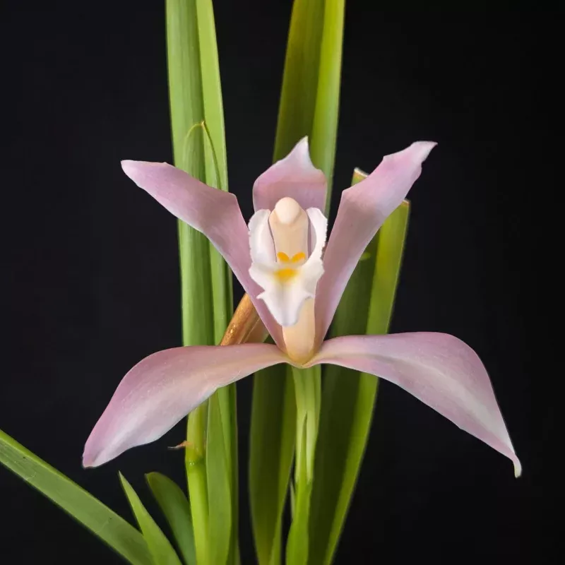 Cymbidium wadae - One Off Special