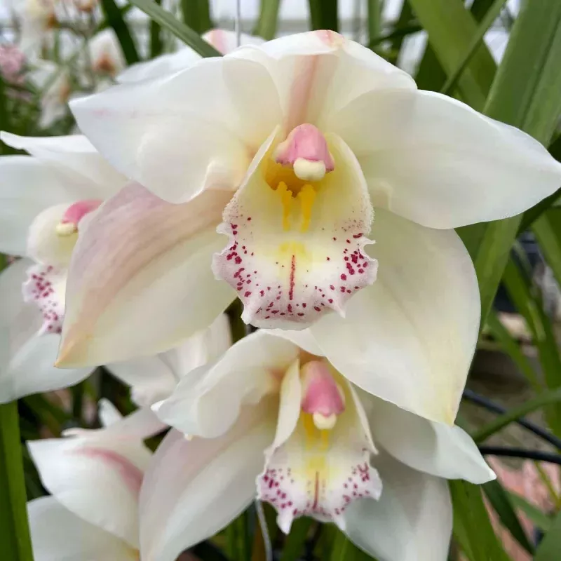 Cymbidium Yellow River 'Steffi'