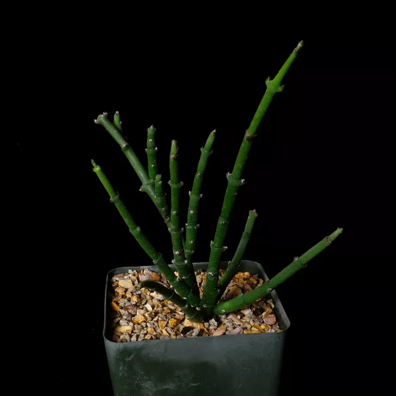 Cynanchum stoloniferum