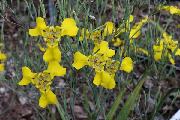 Cypella herbertii ssp. brevicristata