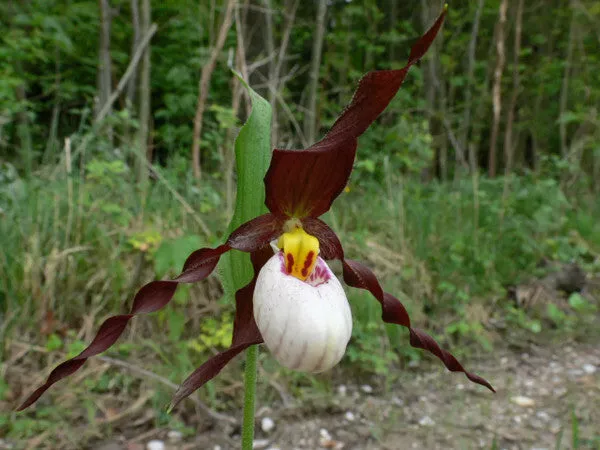 Cypripedium Frosch s Mountain King