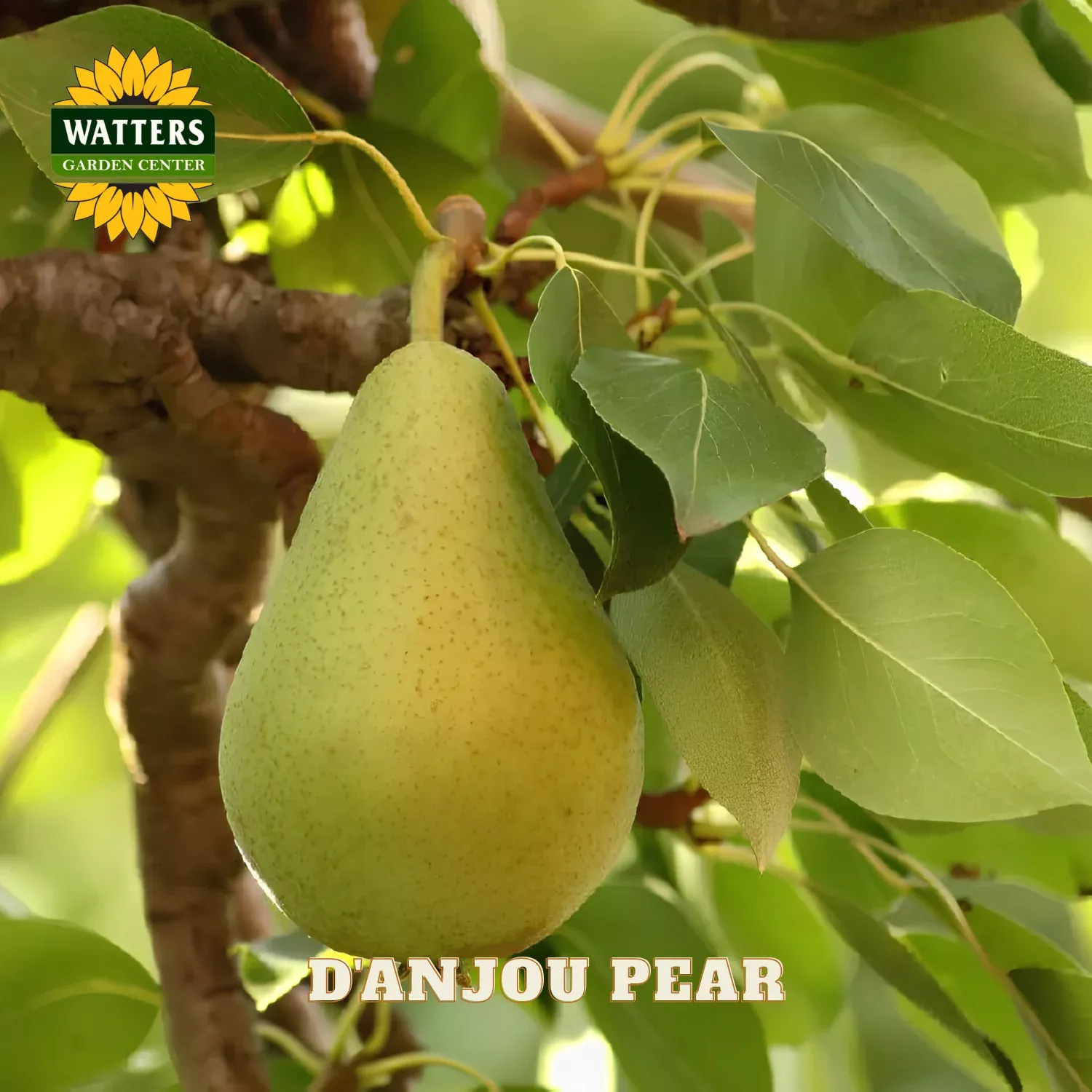 D’ANJOU PEAR TREE 7gal