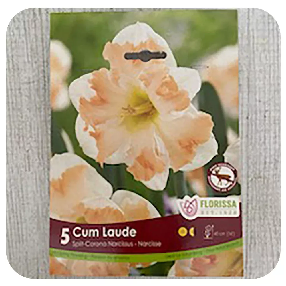 Daffodil ‘Cum Laude’ (Narcissus)