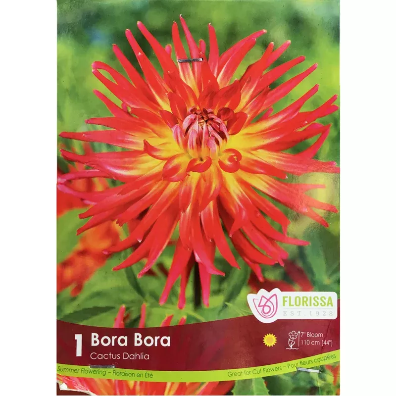 Dahila, Decorative -Fringed Bora Bora, 1 Pack
