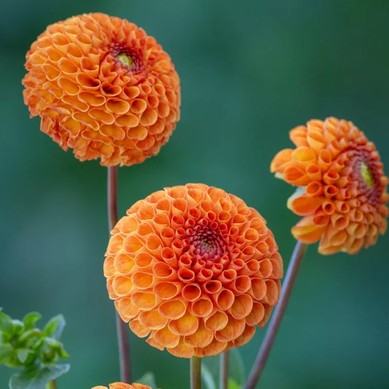 Dahlia 'Bantling'