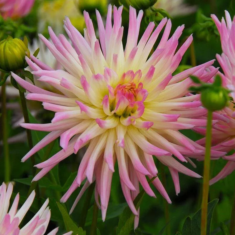Dahlia Cactus Cabana Banana (Pack of 2)