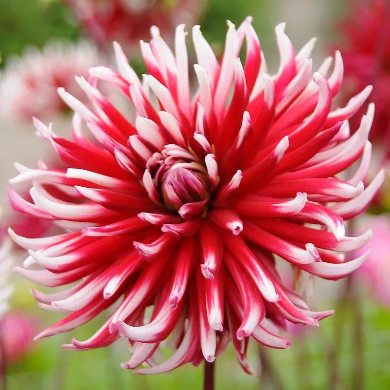Dahlia Cactus Friquolet (Pack of 2)