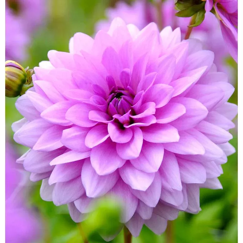 Dahlia Decorative Blue Boy (Pack of 2)