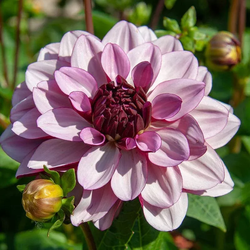 Dahlia Decorative Creme de Cassis (Pack of 2)