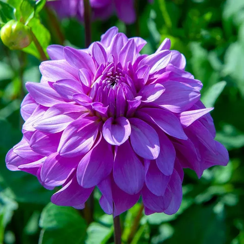 Dahlia Dinner Plate Lilac Time (Pack of 2)