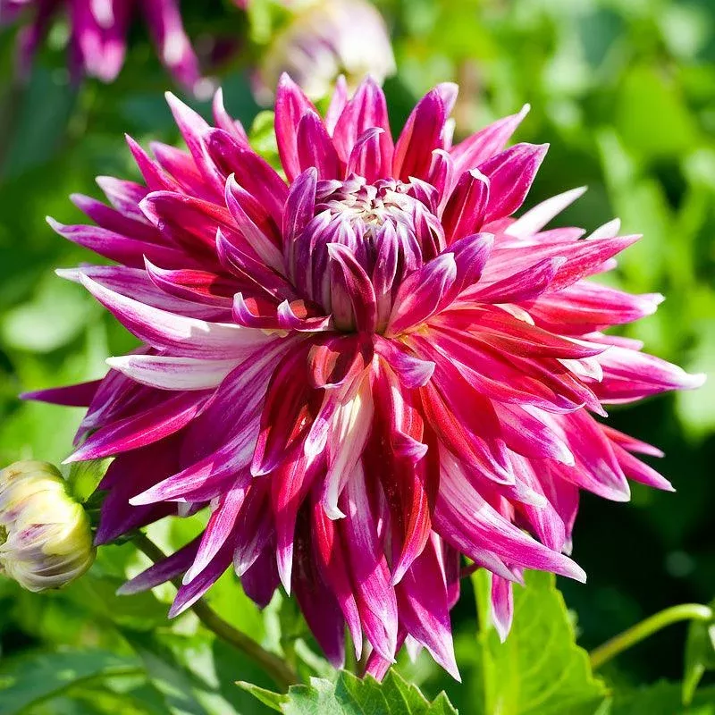 Dahlia Dinner Plate Vancouver (Pack of 2)