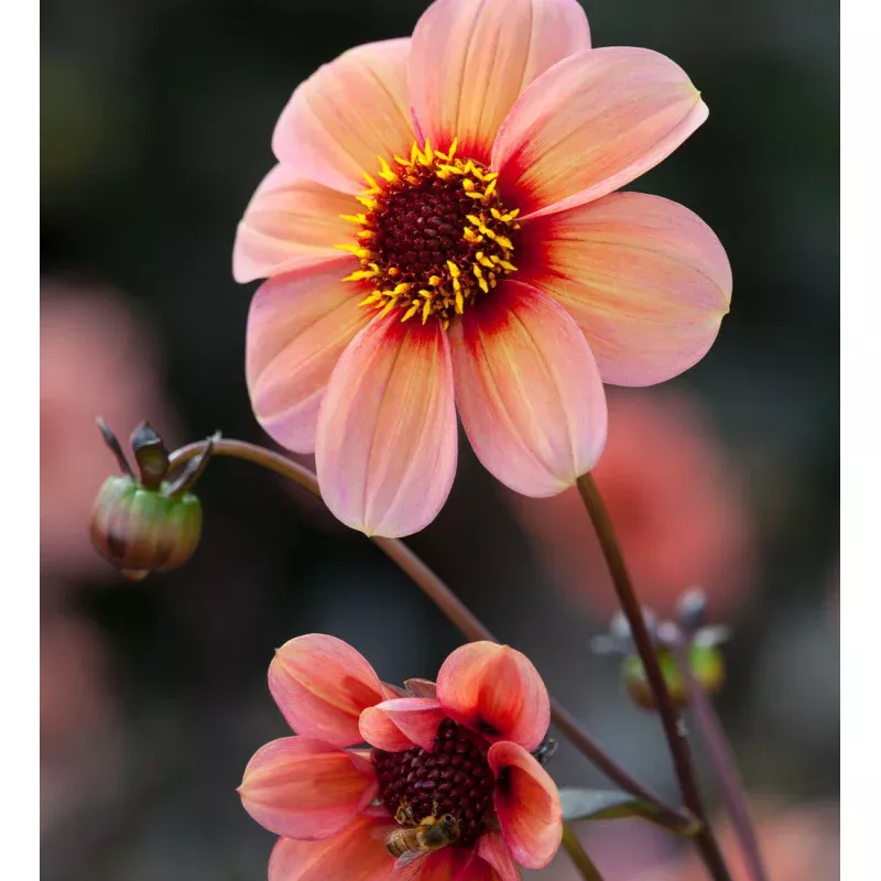Dahlia 'Happy Single Kiss'
