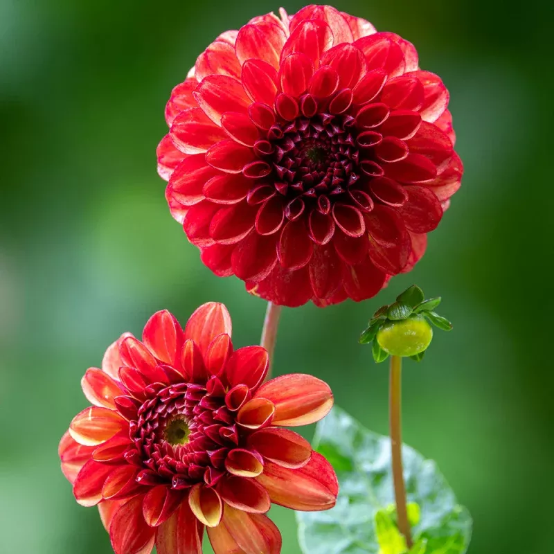 Dahlia 'High Fidelity'