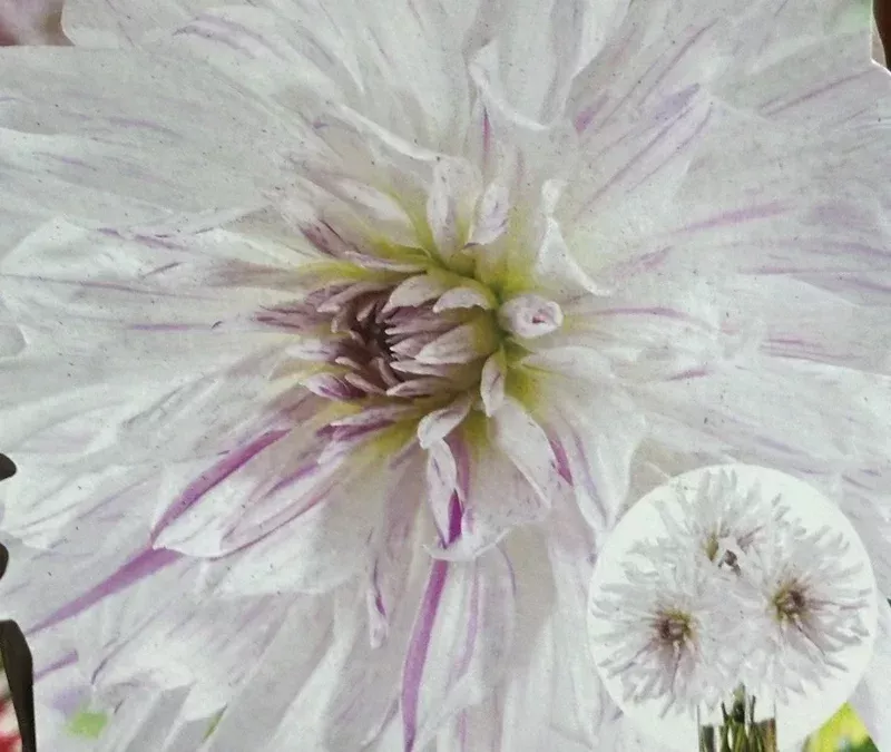 Dahlia Mom’s Special 1 Live Flower Plant Bulb – White Purple Splashes