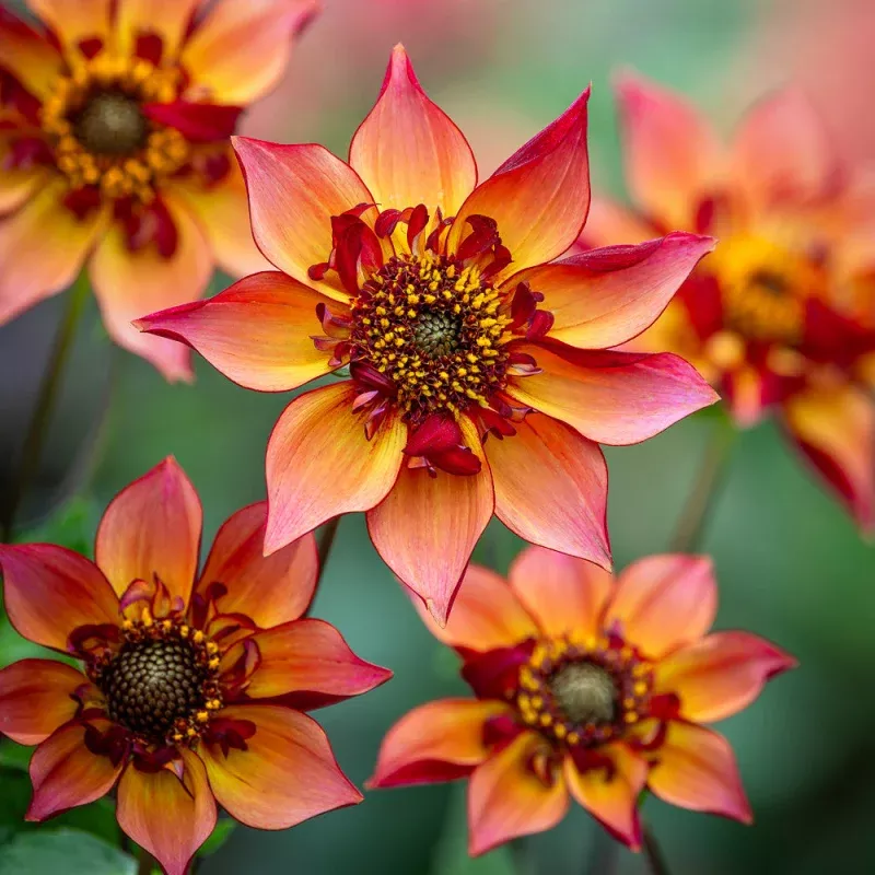 Dahlia 'Tom's Choice'
