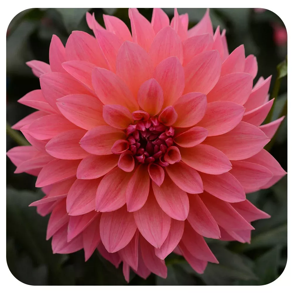 Dahlia Venti Passion Fruit