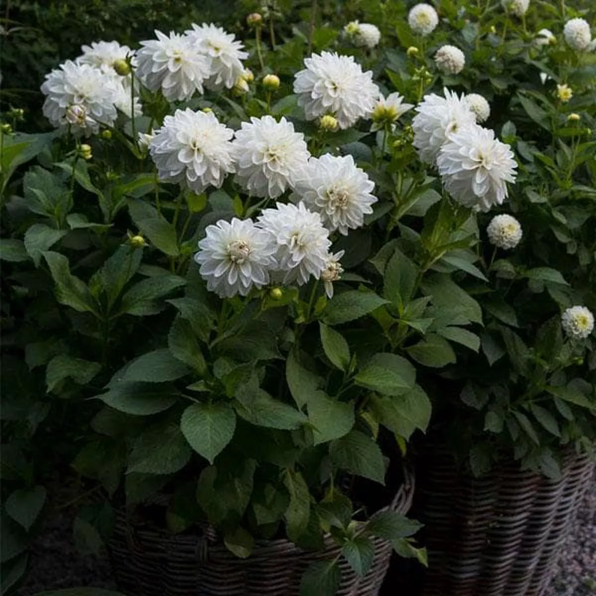 Dahlia (White) – Plant