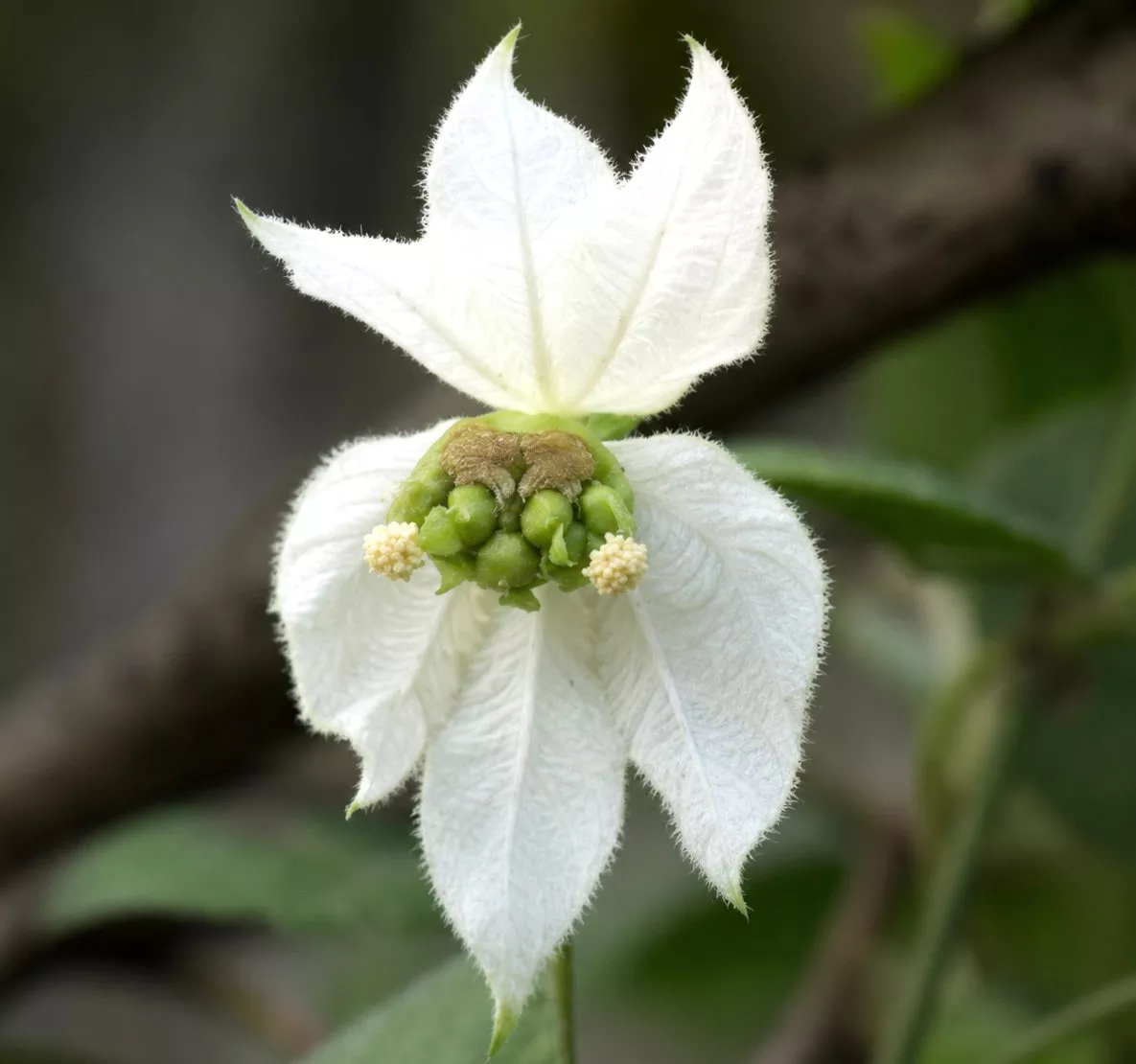 Dalechampia scandens SEEDS