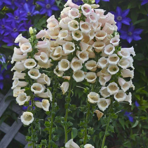 ‘Dalmatian Peach’ Foxglove