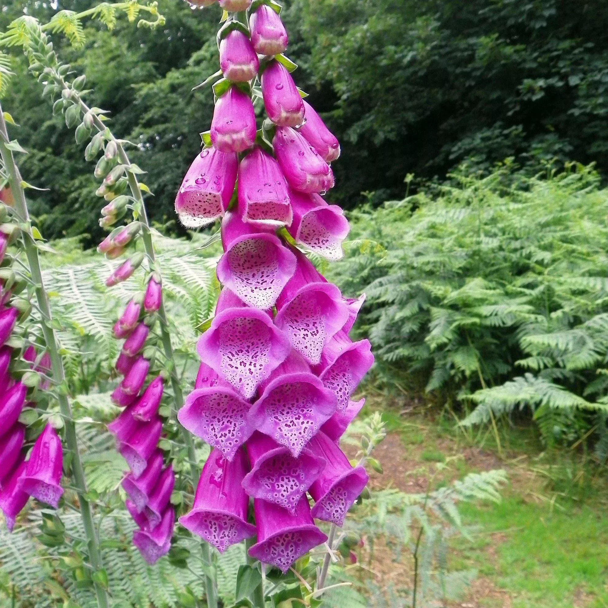 ‘Dalmatian Purple’ Foxglove