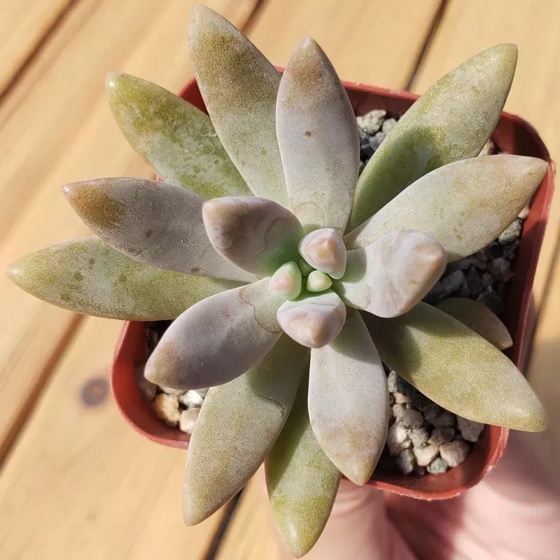 Darley sunshine - Graptosedum 'Francesco Baldi'