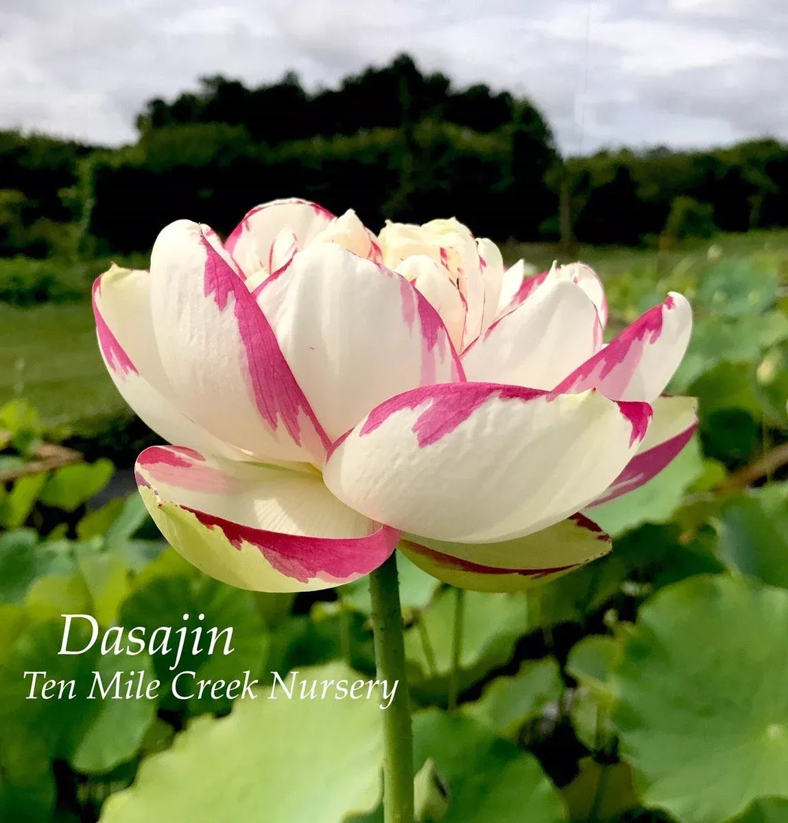 Dasajin Lotus – The WOW Factor!