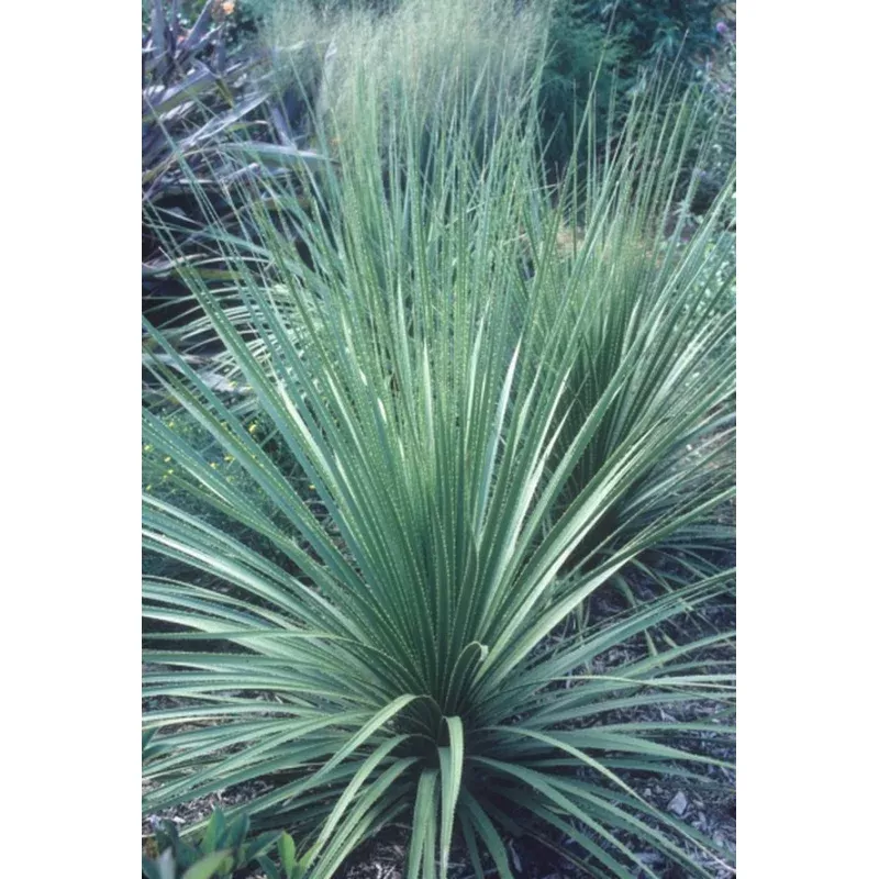 Dasylirion texanum coll D28 15