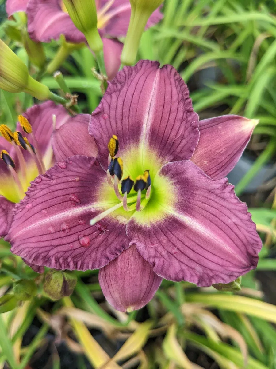 Daylily, Little Grapette #1